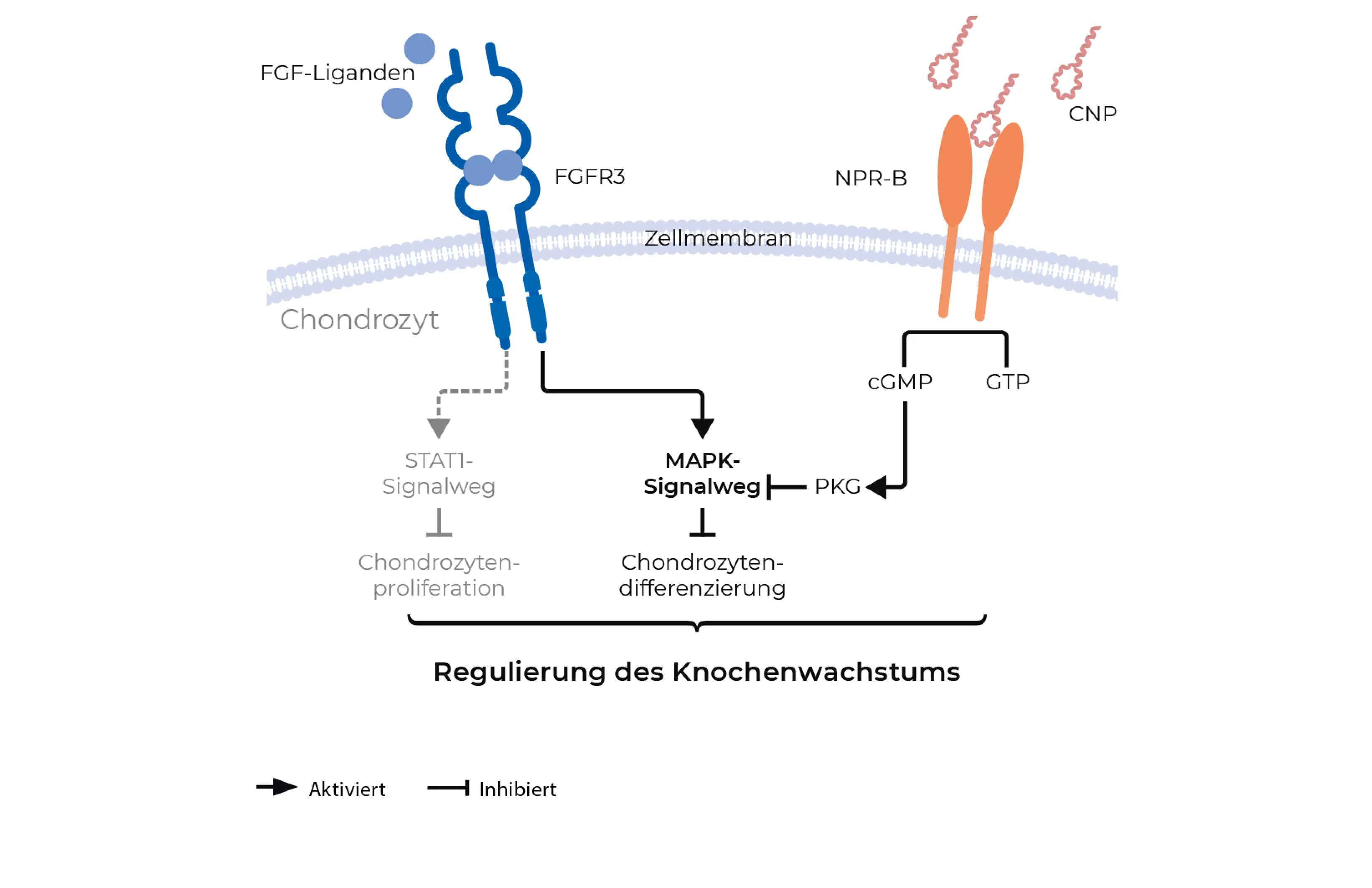Schema der Signalwege im Chondrozyten: FGFR3 aktiviert den MAPK-Signalweg und hemmt so die Chondrozytendifferenzierung, CNP hemmt über NPR-B, cGMP und PKG den MAPK-Signalweg. Beides reguliert das Knochenwachstum.