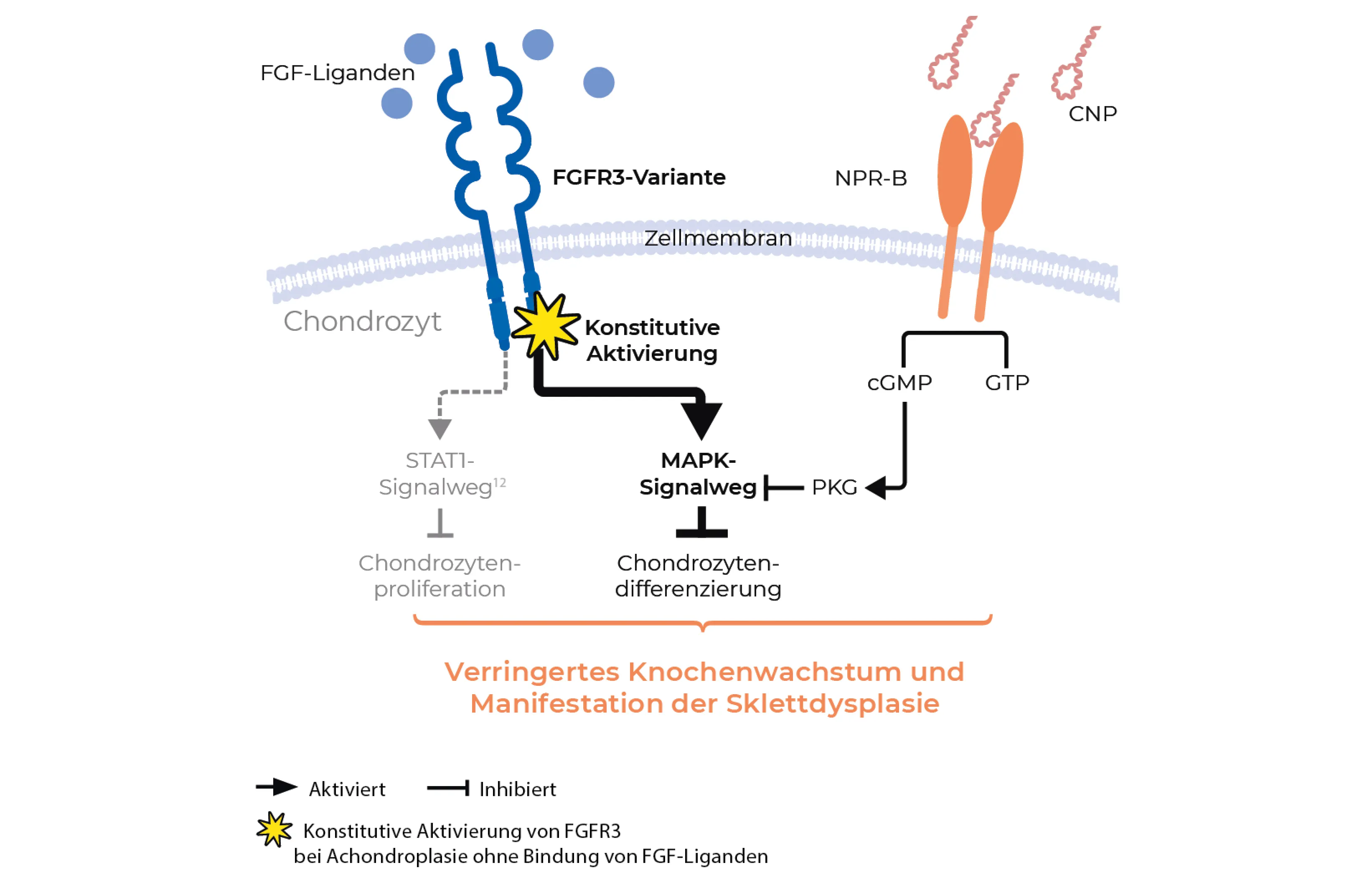 Schema der Signalwege im Chondrozyten bei Achondroplasie: Die FGFR3-Variante ist konstitutiv aktiviert, auch ohne Bindung von FGF-Liganden. Das Ergebnis ist ein verringertes Knochenwachstum und die Manifestation der Skelettdysplasie.